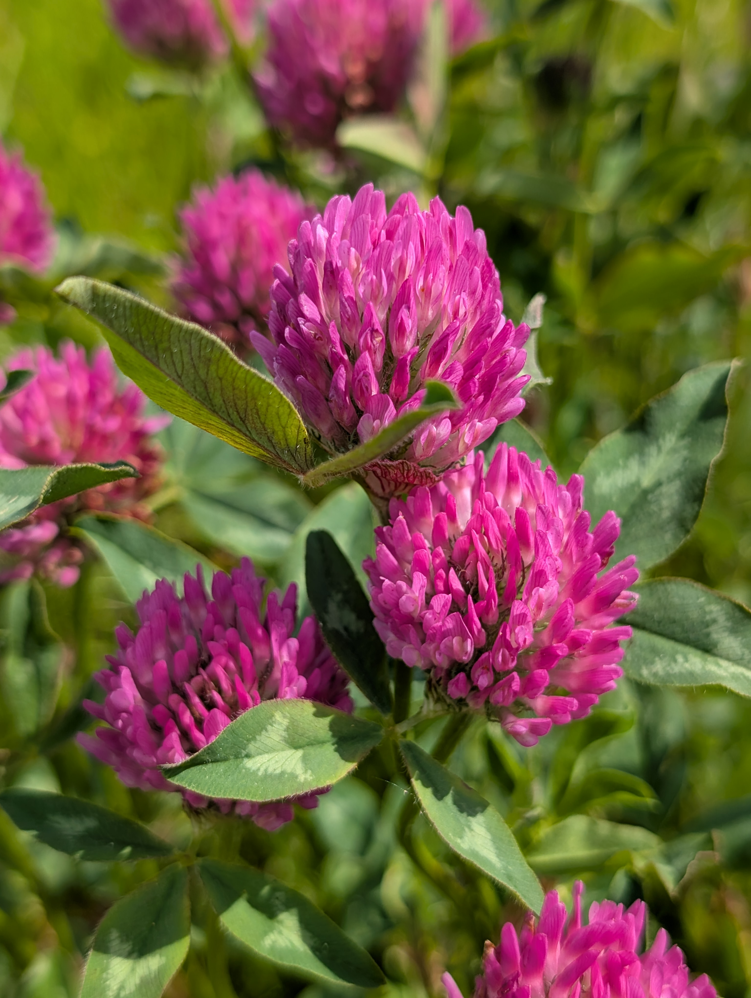 Red clover