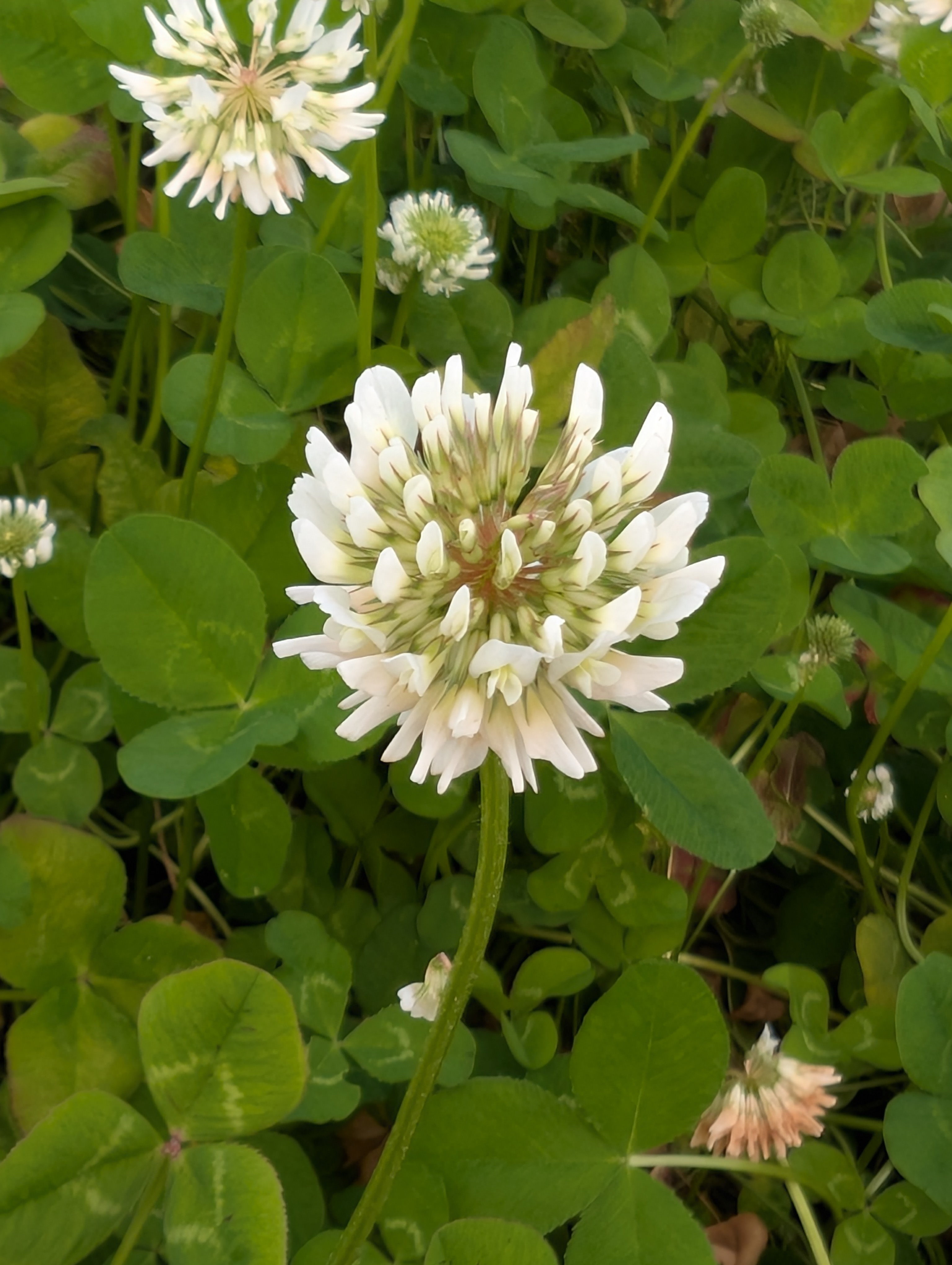 White clover